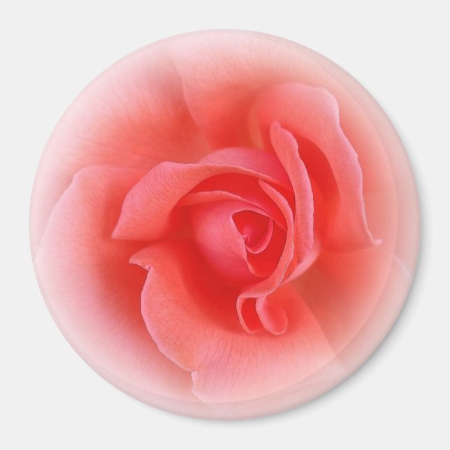 rosa koral ro magnet (Framsidan)