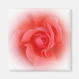 rosa koral ro magnet