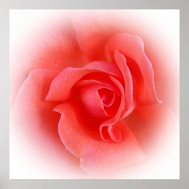 rosa koral ro poster (Framsidan)