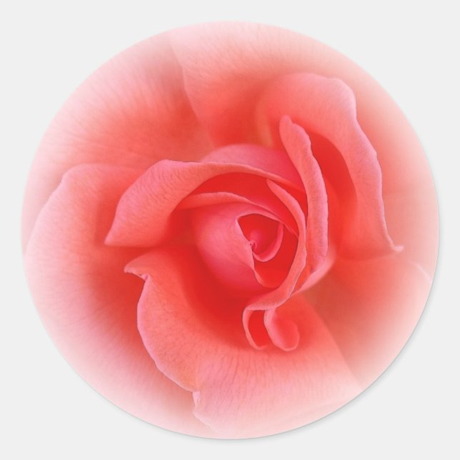 rosa koral ro runt klistermärke (Framsida)