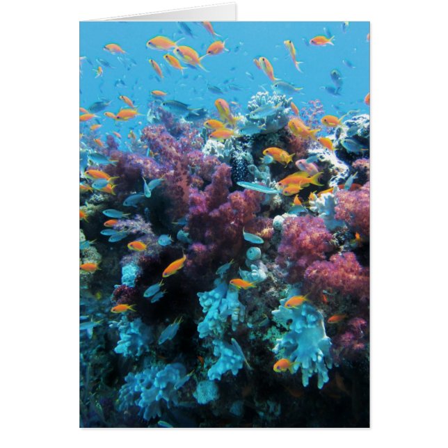 Rosa korall OBS kort (Framsidan)