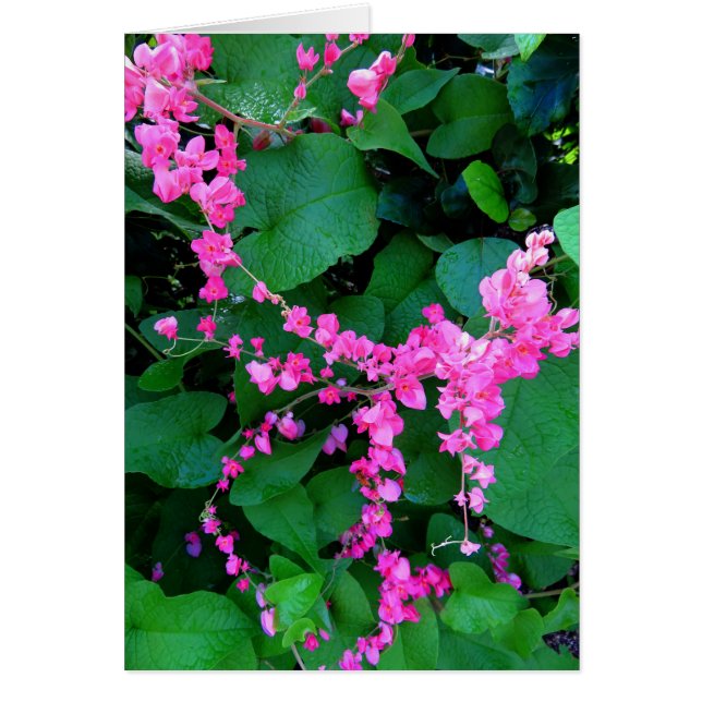 Rosa korallVine Hälsningskort (Framsidan)