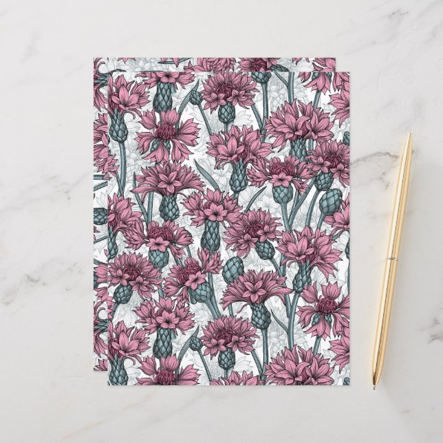 Rosa kornblommor, vild blommor på vitt (Fram/Back In Situ)