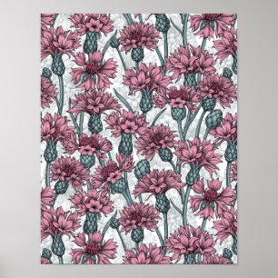 Rosa kornblommor, vild blommor på vitt poster