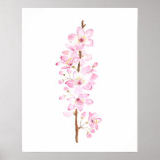 rosa körsbär blommar rosa sakura vattenfärgssmärta poster