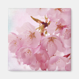 Rosa körsbärblommar för mjuk vintage magnet