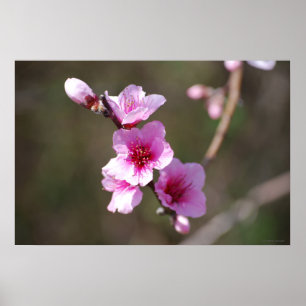 Rosa körsbärblommar poster