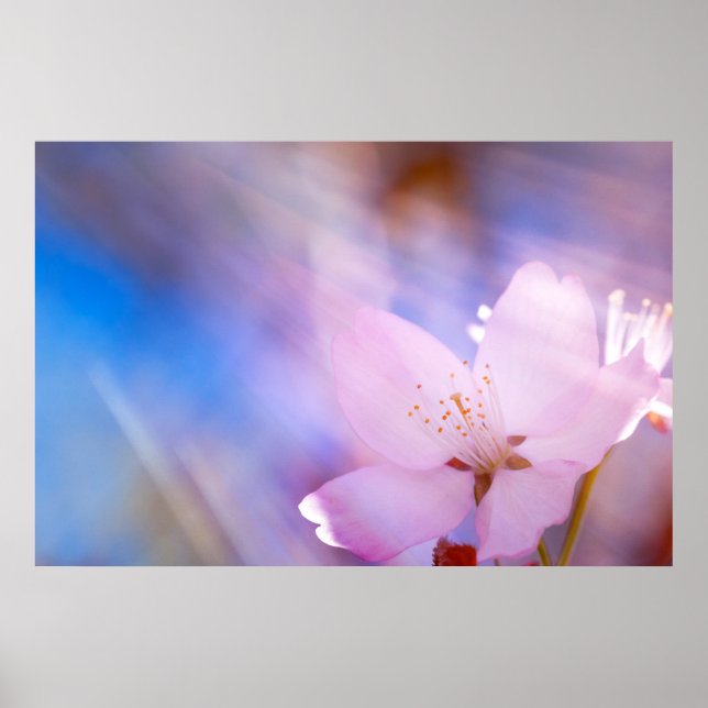 Rosa körsbärsbärs-blommar poster (Framsidan)