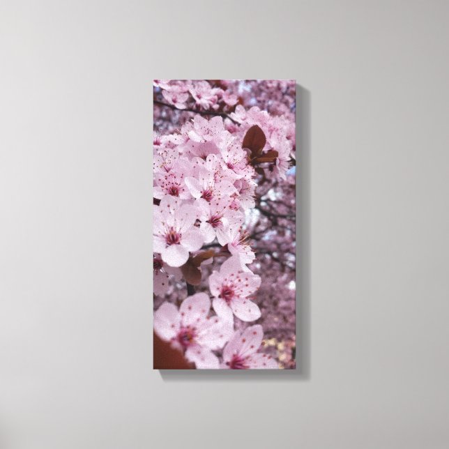 Rosa Körsbärsblom Konst på Canvas – Sakuraträd (Framsida)