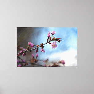 Rosa Körsbärsblommor, Blå Himmel, Vit Moln Canvastryck