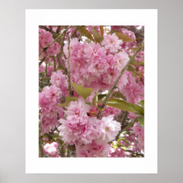 Rosa körsbärsblommor Blommor Poster