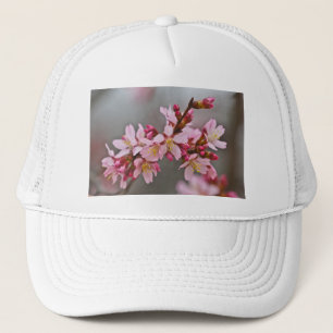 Rosa Körsbärsblommor Mot En Grå Himmel Japanska Kö Keps
