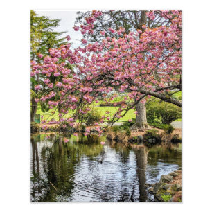 Rosa körsbärsblommor och damm fotografiskt fototryck