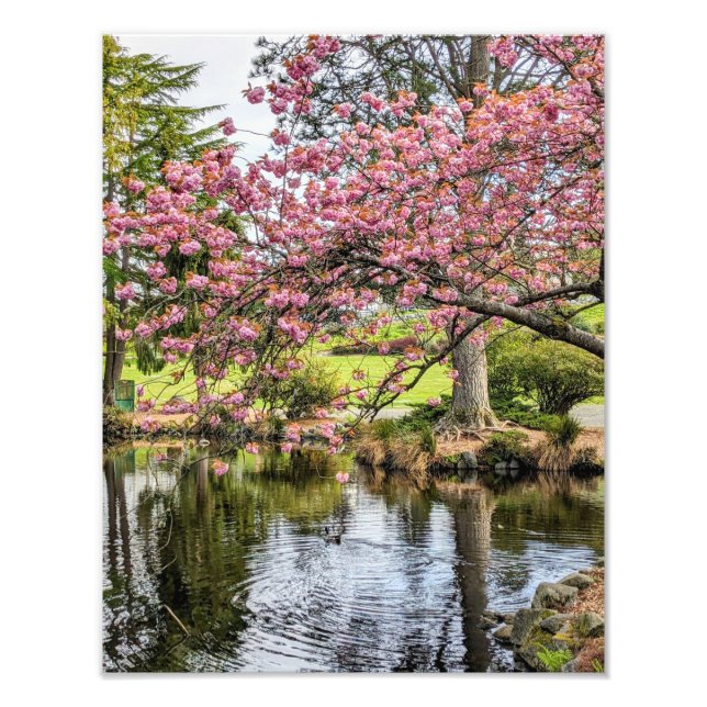 Rosa körsbärsblommor och damm fotografiskt fototryck (Framsidan)