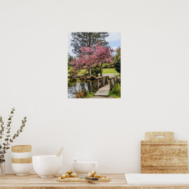 Rosa körsbärsblommor och träbro poster