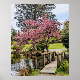 Rosa körsbärsblommor och träbro poster