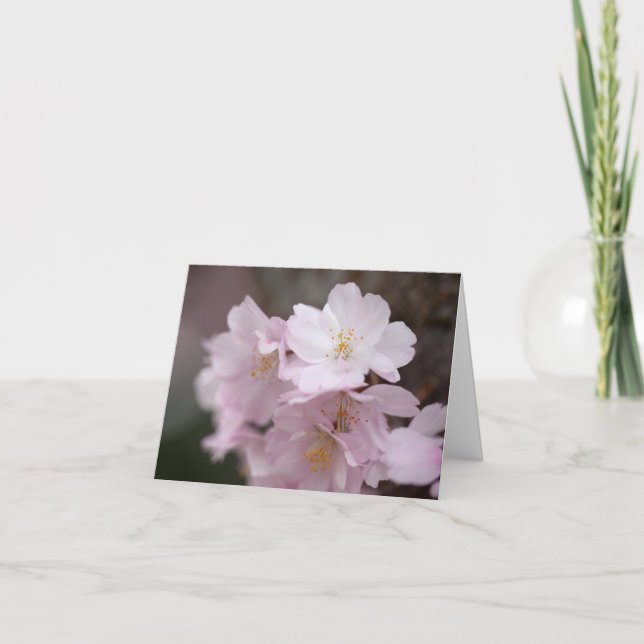 Rosa körsbärsblommor tack kort (Framsida)