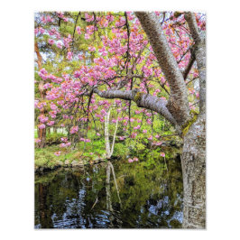 Rosa körsbärsblommor vid damm fototryck