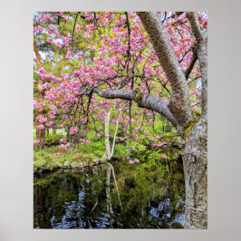Rosa körsbärsblommor vid damm poster