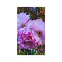 Rosa körsbärsblommor