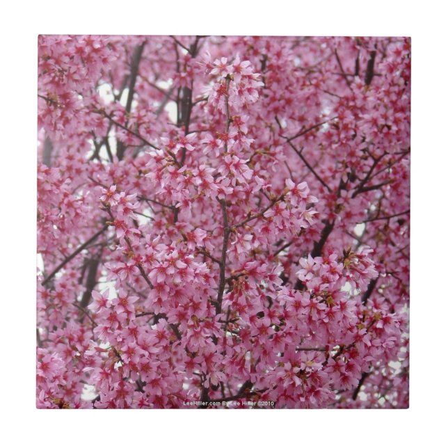 Rosa körsbärsblomvägg Kakelplatta (Framsidan)