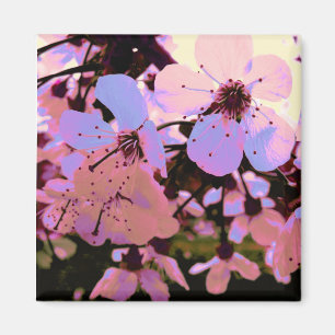 Rosa körsbärsröd blommar magnet