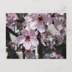 Rosa körsbärsröd vykort för blommarblommarträd