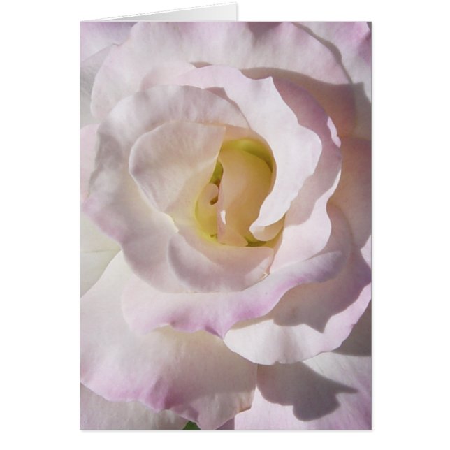 Rosa kort för fred (Framsidan)