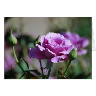 Rosa kort för lavendel
