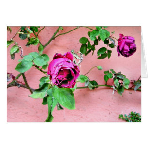 Rosa kort för vildirländare