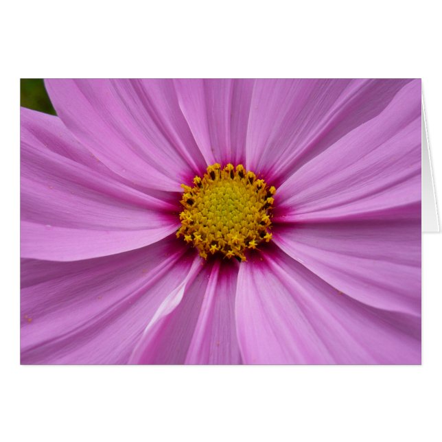 Rosa Kosmos Vildblomma Blommig Hälsningskort (Framsidan Horizontal)