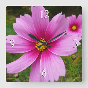 Rosa Kosmosblommor Vildblomma Fyrkantig Klocka