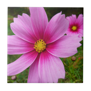 Rosa Kosmosblommor Vildblomma Kakelplatta