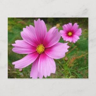 Rosa Kosmosblommor Vildblomma Vykort