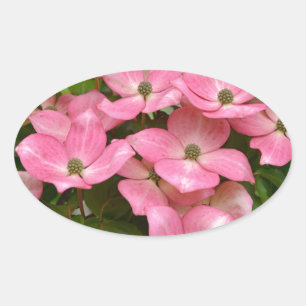 Rosa Kousa-blommor Ovalt Klistermärke