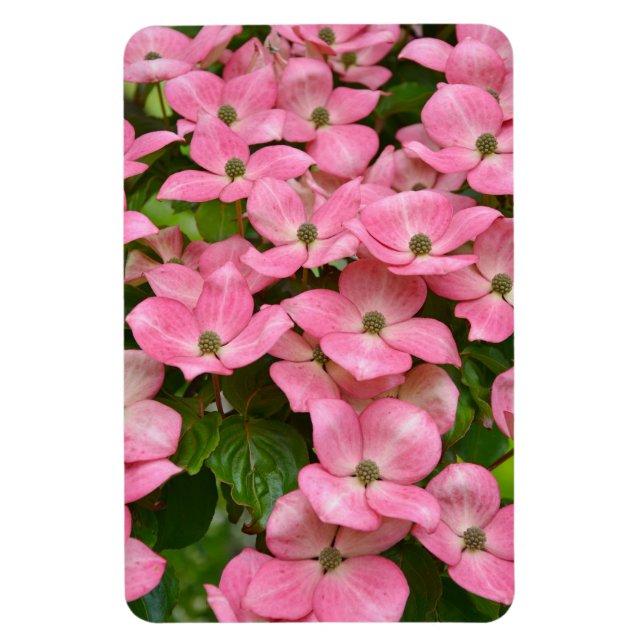 Rosa Kousa dogwood magnet (Vertikal)
