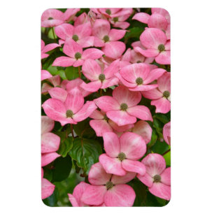 Rosa kousadogwoodmagnet magnet