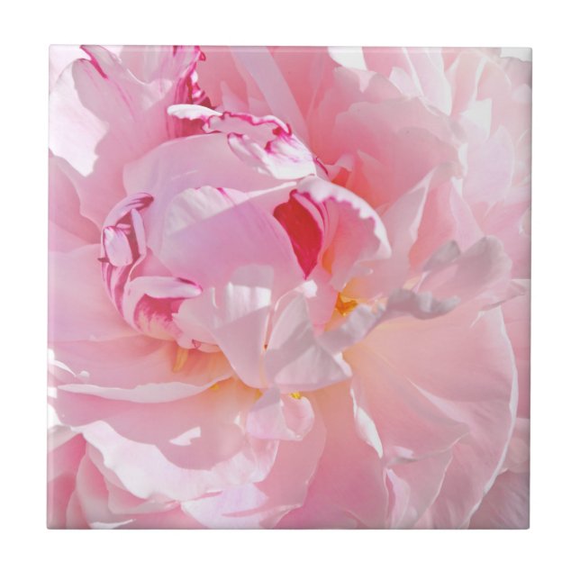 rosa kronblad kakelplatta (Framsidan)