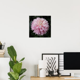Rosa Krukkrysantemum Blommande Blommotografiskt Poster