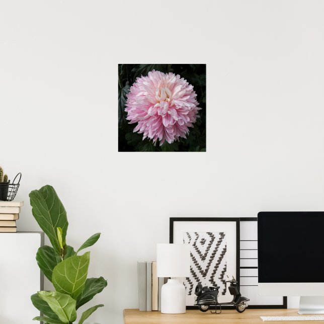 Rosa Krukkrysantemum Blommande Blommotografiskt Poster (Hemmakontoret)