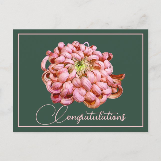 Rosa Krysantemum Grön Bakgrund Grattis Vykort (Framsida)