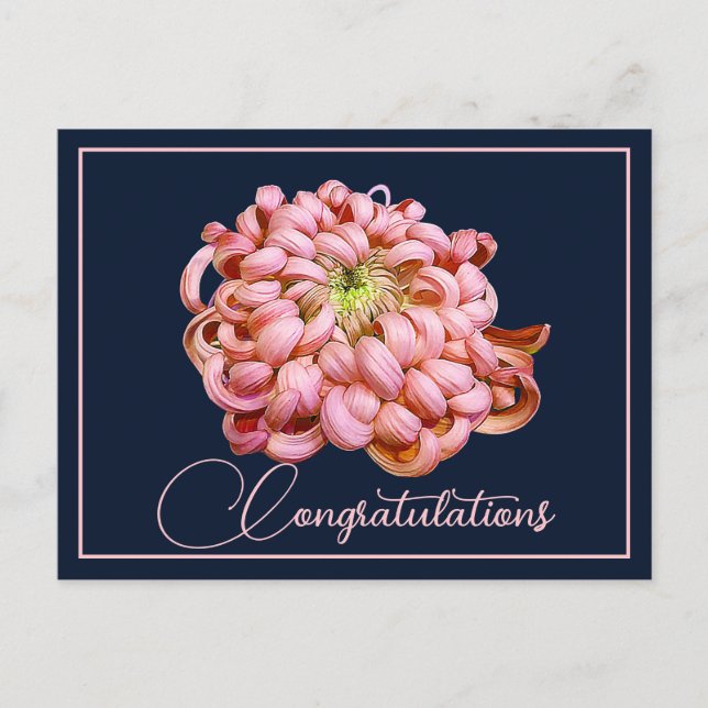 Rosa Krysantemum Marinblå Bakgrund Grattis Vykort (Framsida)