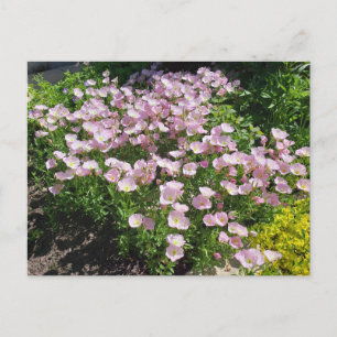Rosa kvällens Primrose Vykort