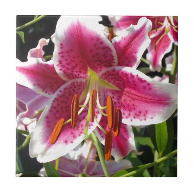 Rosa Läckar rosa tropiska blommor rosa blommigt Kakelplatta (Framsidan)