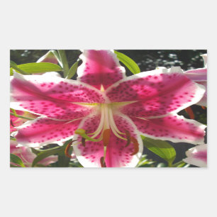 Rosa Läckar rosa tropiska blommor rosa blommigt Rektangulärt Klistermärke