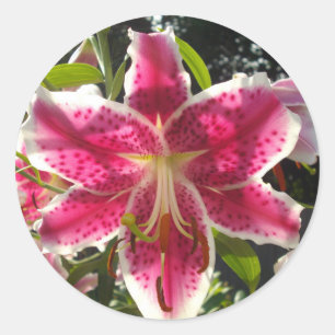 Rosa Läckar rosa tropiska blommor rosa blommigt Runt Klistermärke
