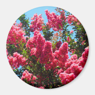 Rosa Lagerströmia Blommor Fotografi Magnet