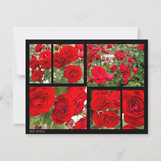 Rosa Lavaglut (Framsida)