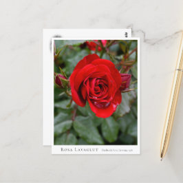 Rosa Lavaglut Vykort