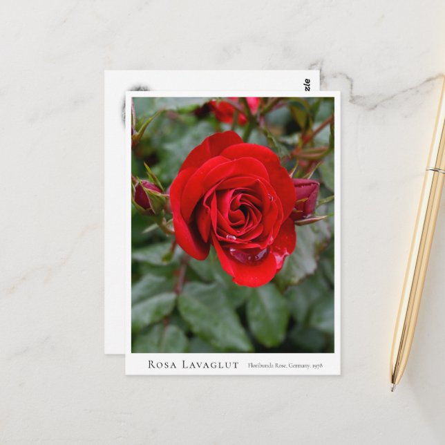 Rosa Lavaglut Vykort (Fram/Back In Situ)